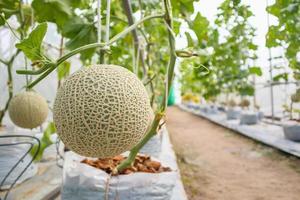 Fresh green Japanese cantaloupe melons plants growing in organic greenhouse garden photo