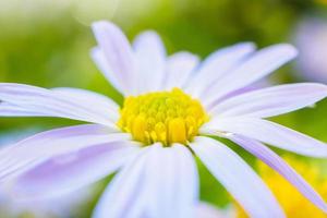 Beautiful blue flower close up in garden photo