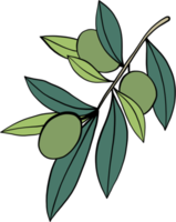 Gekritzel-Freihand-Skizze-Zeichnung von Olivenfrüchten. png