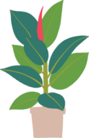 eenvoud rubber vijgenplant uit de vrije hand tekenen plat ontwerp. png