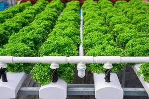 planta de ensalada de lechuga de hojas verdes orgánicas frescas en sistema de granja de vegetales hidropónicos foto