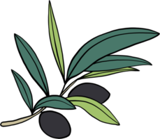 doodle croquis à main levée dessin de fruits d'olive. png