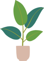 eenvoud rubber vijgenplant uit de vrije hand tekenen plat ontwerp. png