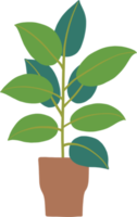 simplicity rubber fig plant freehand drawing flat design. png