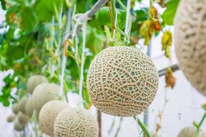 Fresh green Japanese cantaloupe melons plants growing in organic greenhouse garden photo