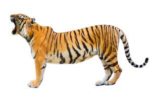 tiger  Isolate full body png