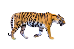 tigre isolar corpo inteiro png