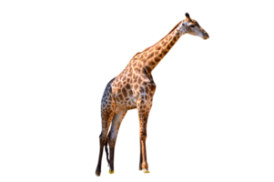 Large giraffe  Isolate png