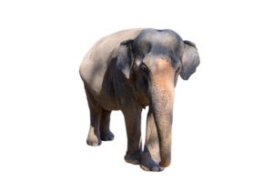 Large brown elephant  Isolate png