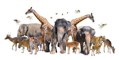 um grupo de animais selvagens, como veados, elefantes, girafas e outros animais selvagens agrupados .isolate png