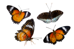 Collection Butterfly spots  Isolate png