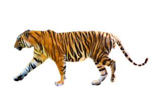 Tiger isolieren Ganzkörper png