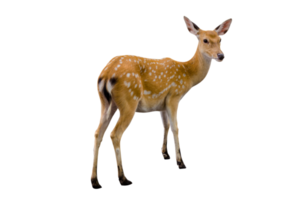 baby deer isolated png