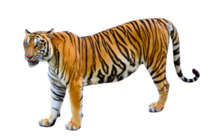 tiger Isolate full body png