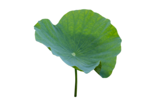 Lotus leaf Isolate collection png