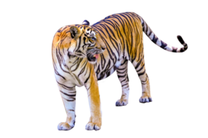 tigre isolato pieno corpo png