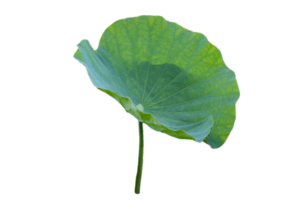 collection d'isolats de feuilles de lotus png