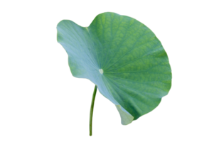 lotus blad isolera samling png
