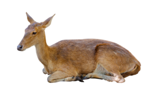 Babyhirsch isoliert png