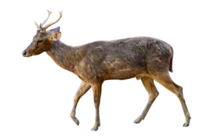 baby deer isolated png