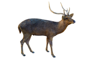 baby deer isolated png