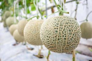 Fresh green Japanese cantaloupe melons plants growing in organic greenhouse garden photo