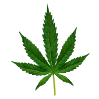 das cannabisblatt png bild 3d-rendering