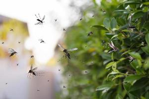 enjambre de mosquitos vuelan en el parque foto