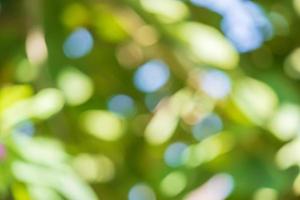 Abstract blur green leaf bokeh nature background photo