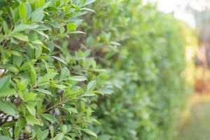 Blur plant green leaf in garden with bokeh background photo