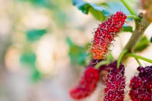 Fresh red mulberry fruits on tree branch photo