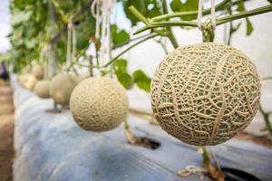 Fresh green Japanese cantaloupe melons plants growing in organic greenhouse garden photo