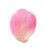 Pink rose petals isolated on white background with clipping path photo