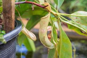 Carnivorous pitcher plants or monkey cups in the garden photo