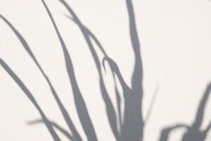 Abstract natural tree leaves shadow on white wall background photo