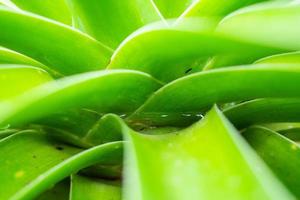 Stagnant water in green Dracaena loureiri leaf photo