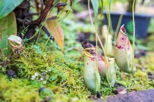 Carnivorous pitcher plants or monkey cups in the garden photo