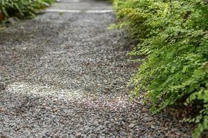 green fern plant leaves with pathway in the garden photo