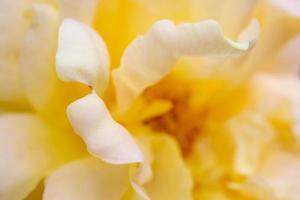 rose flower closeup abstract background photo