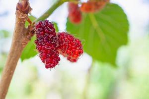 Fresh red mulberry fruits on tree branch photo