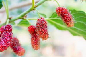 frutas frescas de morera roja en la rama de un árbol foto