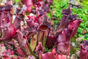 Carnivorous pitcher plants or monkey cups in the garden photo