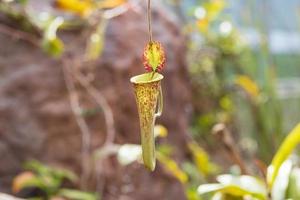 Carnivorous pitcher plants or monkey cups in the garden photo