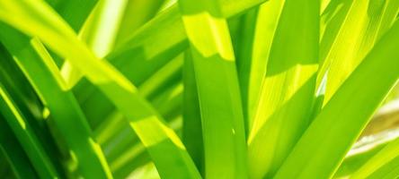 Plant green leaf in garden with bokeh background photo