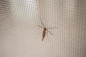 pantalla de alambre de mosquitera en la protección de la ventana de la casa contra insectos foto