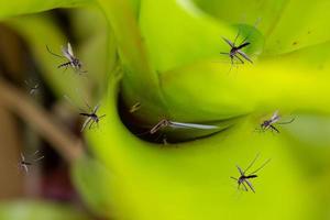 muchos mosquitos vuelan sobre el agua estancada en la planta de hojas en el jardín foto