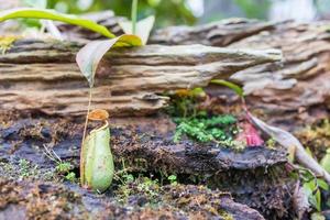 Carnivorous pitcher plants or monkey cups in the garden photo