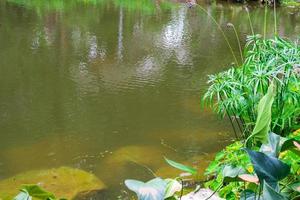 backyard garden pond with green plant photo