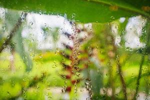 gotas de agua en el cristal de la ventana con fondo de jardín borroso foto