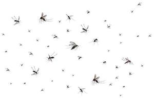 mosquitos voladores aislados sobre fondo blanco foto